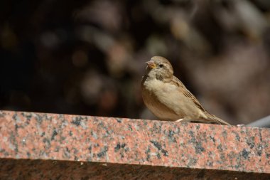 Quebec, Kanada 'da bir şehir parkındaki serçenin güzel bir örneği.