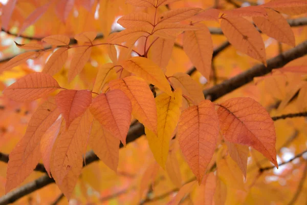 Schöne Herbstfarben Der Kanadischen Landschaft Herbst Der Provinz Quebec — Stockfoto