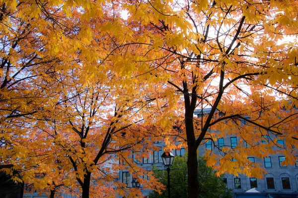 加拿大魁北克省蒙特利尔壮丽的秋天风景 — 图库照片