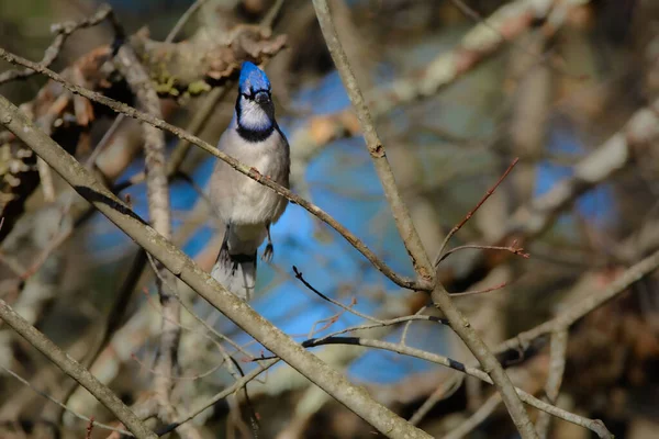 Ormanda Bir Daldaki Kuş — Stok fotoğraf
