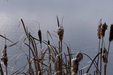 Doğanın güzel manzarası