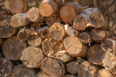 Ormanda odun yığını