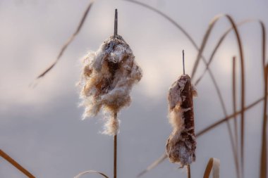 Güzel botanik fotoğrafı, doğal duvar kağıdı. 