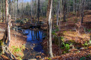 Güzel sonbahar manzarası