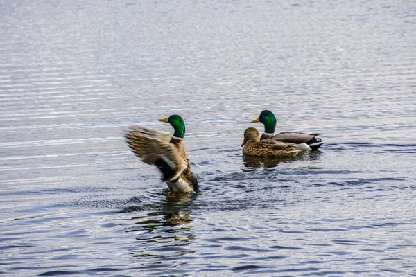 Patos Nadando Lago — Foto de Stock