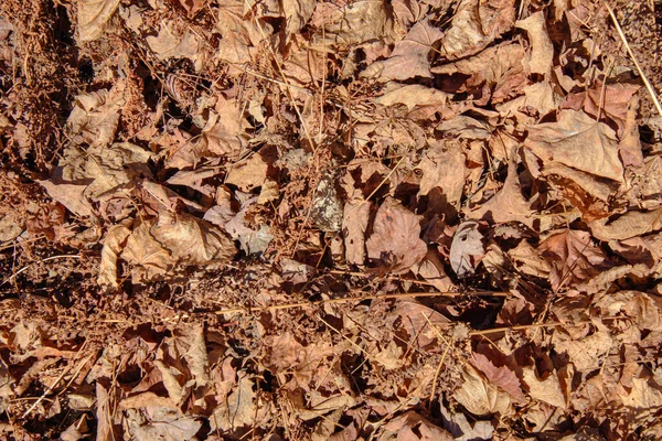 乾燥葉のテクスチャ背景 — ストック写真