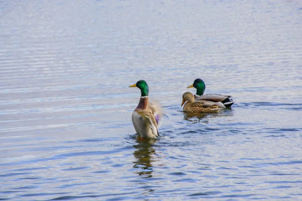 Ducks Swimming Water — Stock Photo, Image
