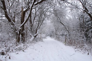 Karla kaplı ağaçlarla kaplı kış manzarası 