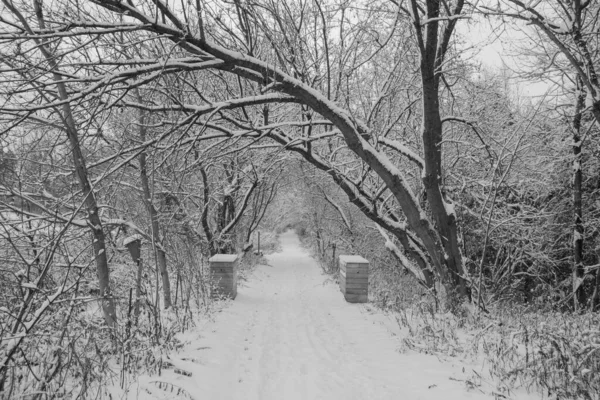 stock image winter landscape with snow covered trees 