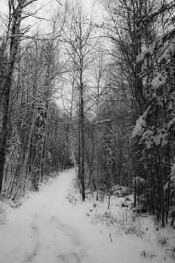 Kanada Ormanı Kasım ayının ilk karlarından sonra Quebec eyaletinde