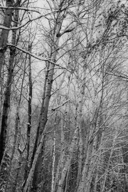 Kanada Ormanı Kasım ayının ilk karlarından sonra Quebec eyaletinde