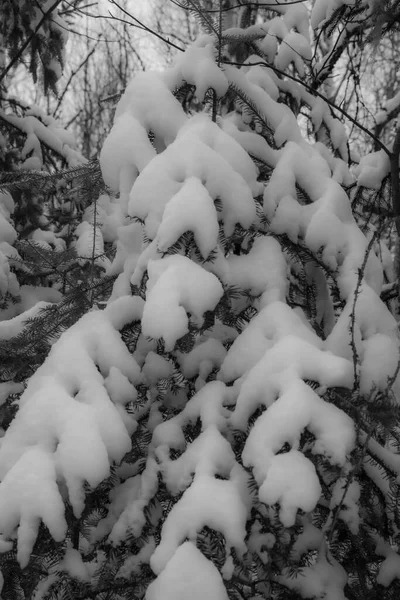Kanadyjski Las Pierwszych Śniegach Listopada Prowincji Quebec — Zdjęcie stockowe