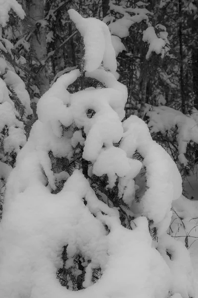 Canadees Bos Eerste Sneeuwval Van November Provincie Quebec — Stockfoto