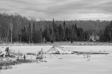 Kanada ormanlarındaki donmuş göl manzaralı güzel kış manzarası.