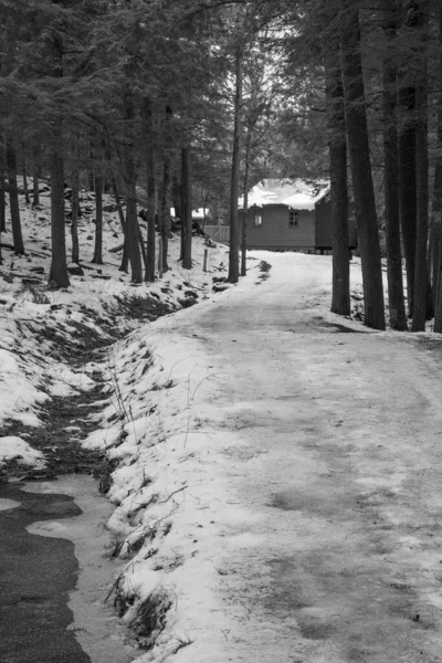 Floresta Inverno Congelada Orford Quebec — Fotografia de Stock