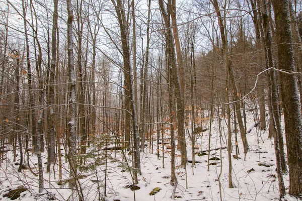 Orford Quebec Donmuş Kış Ormanı — Stok fotoğraf