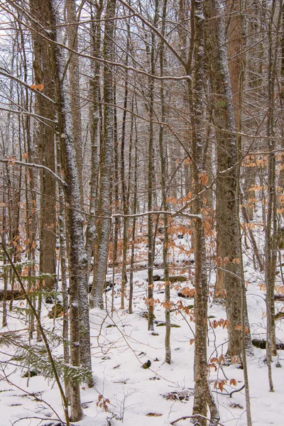 Mrożony Las Zimowy Orford Quebec — Zdjęcie stockowe