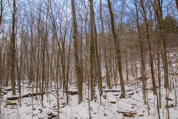 Bosque Invierno Congelado Orford Quebec — Foto de Stock