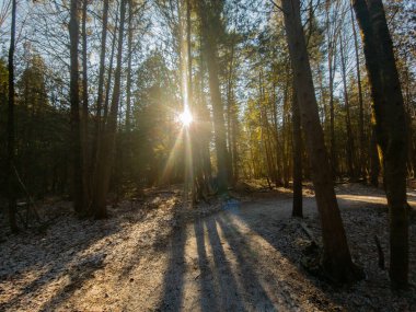 Kanada Ormanı, Quebec eyaletindeki ilk kar yağışı sonrasında