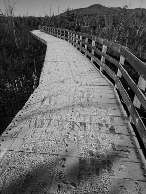 Aralık ayında bir halk parkındaki Kanada bataklığının ortasında sınır yürüyüşü