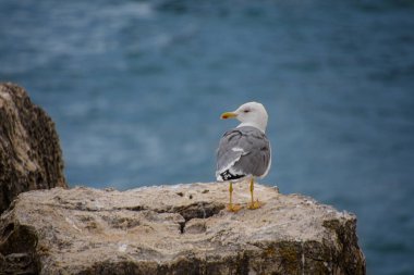 Sahilde yakın çekim görüntüsünde martı.