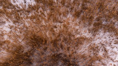 beautiful winter landscape with a snow-covered plants 