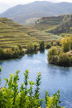 Landscape view of the beautiful douro river valley near Pinhao in Portugal