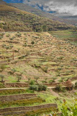 Landscape view of the beautiful douro river valley near Pinhao in Portugal