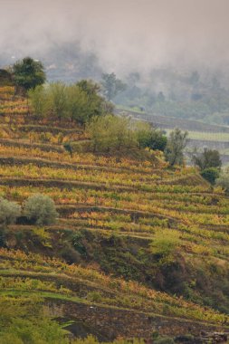 Landscape view of the beautiful douro river valley near Pinhao in Portugal