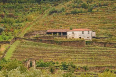 Landscape view of the beautiful douro river valley near Pinhao in Portugal