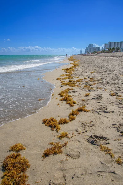 Vacker Sandstrand Hollywood Stad Florida Usa — Stockfoto