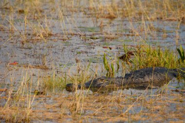 Sudaki bir yaban domuzunun yakın plan fotoğrafı.