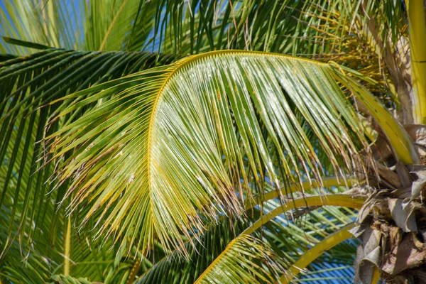 Close Shot Palm Tree Beach — Stock Photo, Image