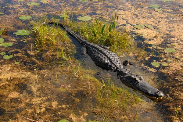 Nappali Krokodillövés Vízben — Stock Fotó
