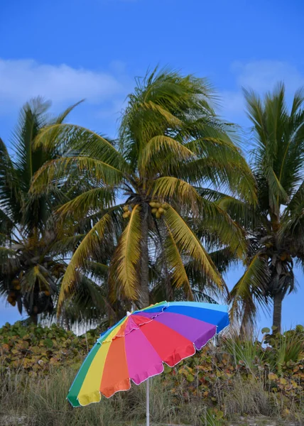 colorful umbrella on sea beach against palm trees