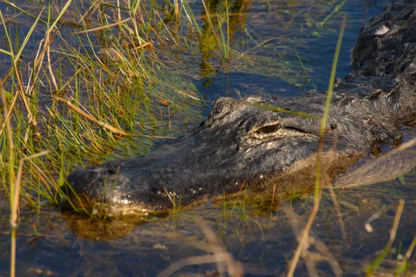 在水里拍的一条鳄鱼的特写镜头 — 图库照片