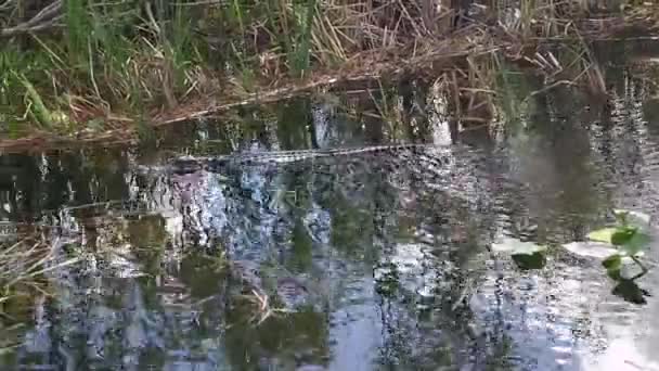 Day Time Footage Crocodile Water — Stock Video