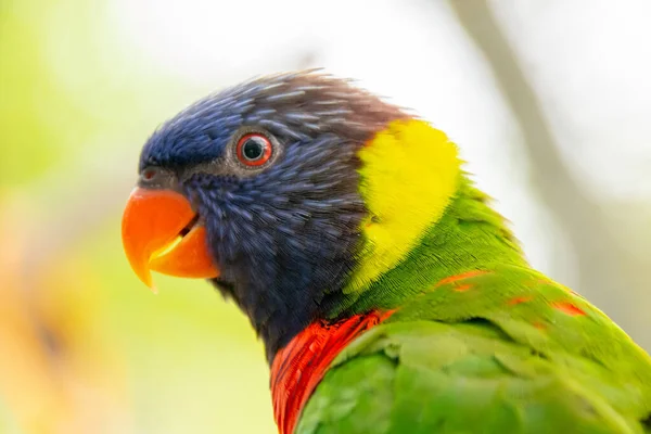 Güzel Bir Papağana Yaklaş — Stok fotoğraf
