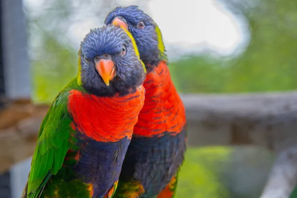 Zavřít Dva Papoušky — Stock fotografie