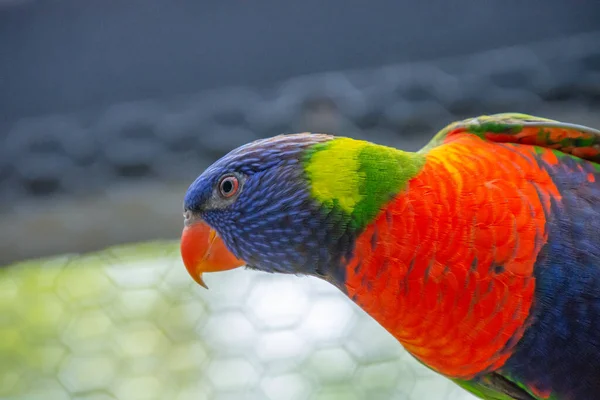 Närbild Papegoja — Stockfoto