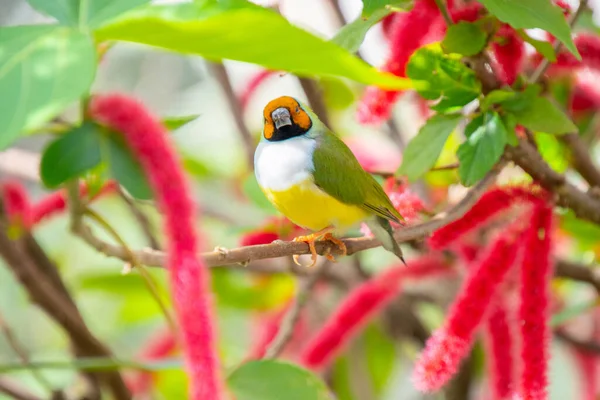 Красивий Птах Гульдіан Гілці — стокове фото