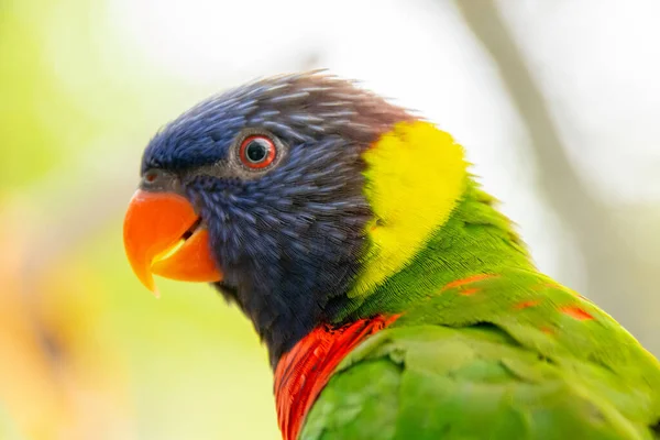 Perto Belo Papagaio — Fotografia de Stock