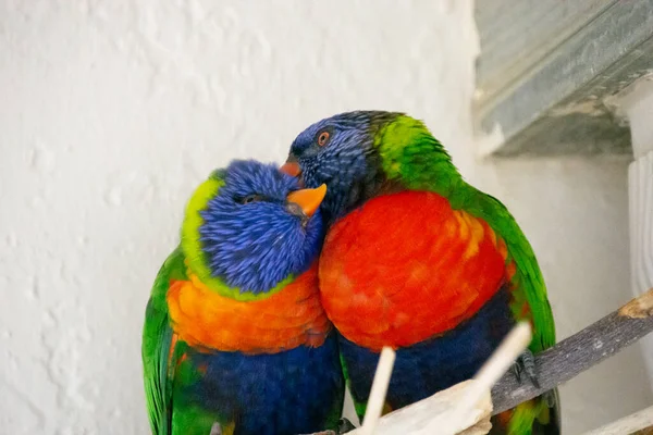 Zbliżenie Dwóch Papug — Zdjęcie stockowe