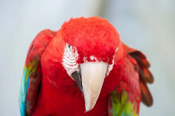 Kızıl Saçlı Bir Papağana Yaklaş — Stok fotoğraf