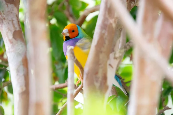 Magnifique Oiseau Gouldian Pinson Sur Une Branche — Photo