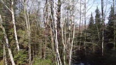 Bahar ormanındaki ağaçların videosu 
