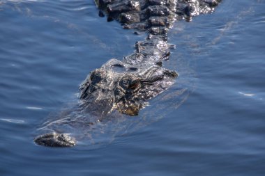 Sudaki bir timsahın yakın plan fotoğrafı. 