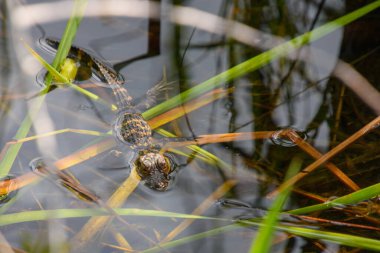 Göletteki timsahın yakın plan fotoğrafı. 