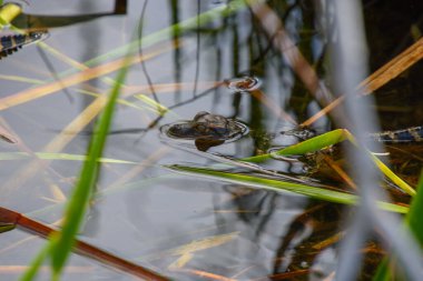 Göletteki timsahın yakın plan fotoğrafı. 