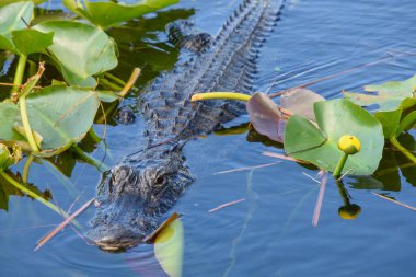 Göletteki timsahın yakın plan fotoğrafı. 